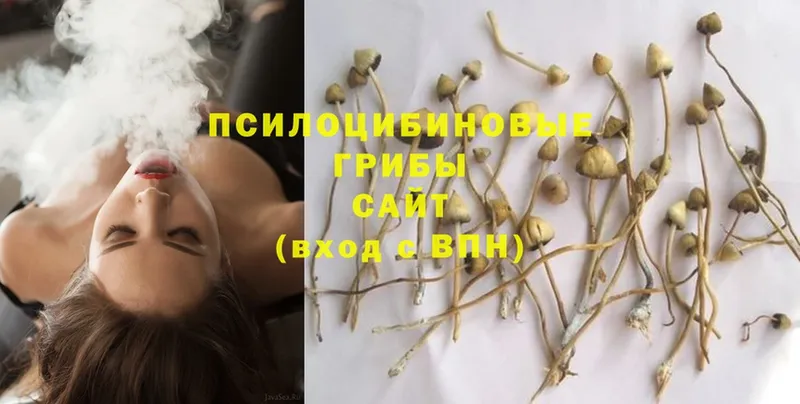 цена   Среднеколымск  Галлюциногенные грибы Psilocybe 